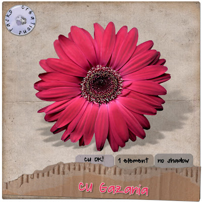 Pink Flower Pasko_gazania_preview